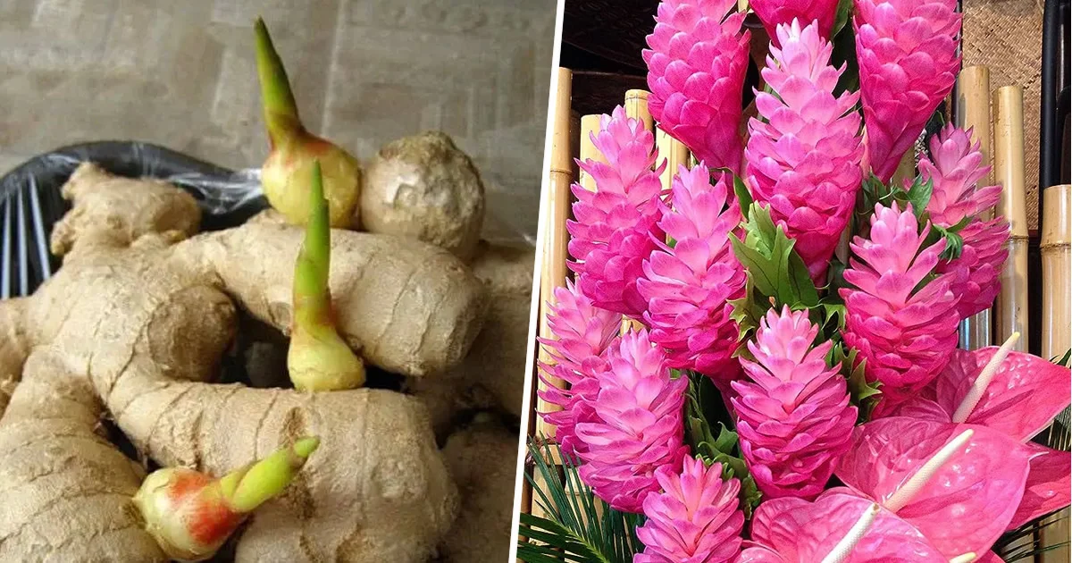 How To Grow Ginger At Home To Have An Endless Supply And Make It